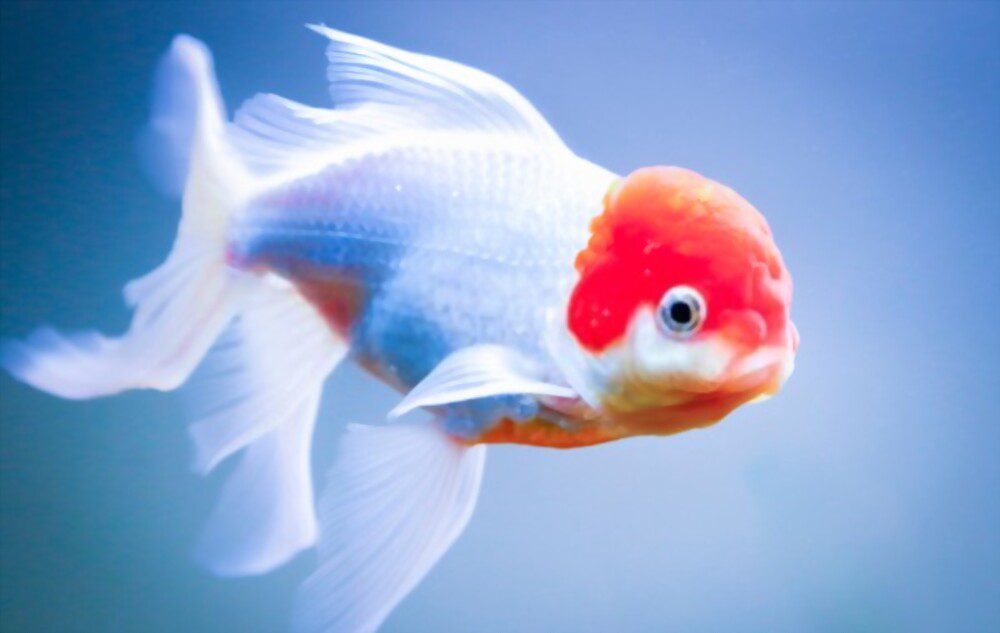 why is my goldfish turning white