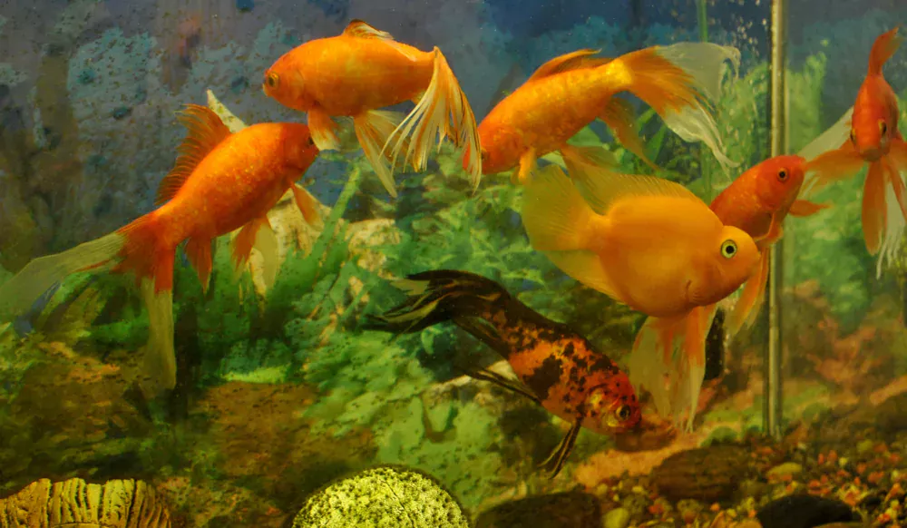 algae goldfish