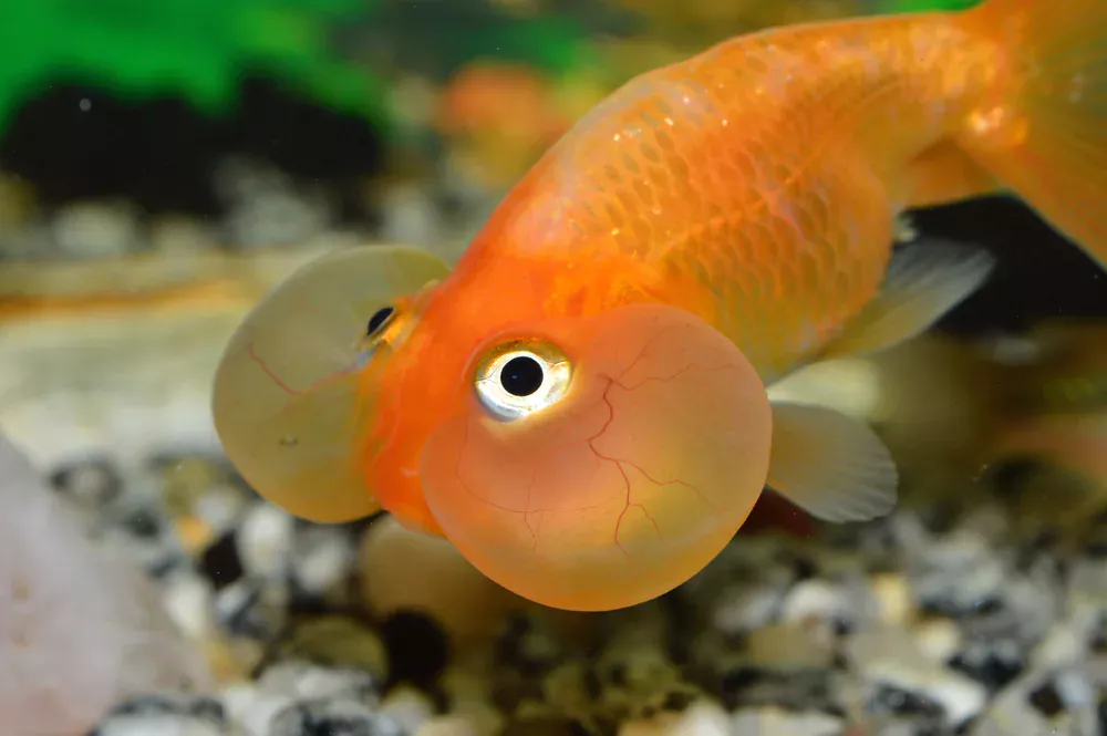 big eyes goldfish