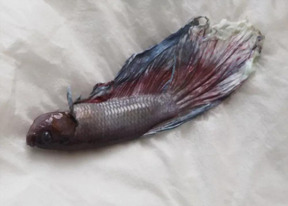 dead betta fish