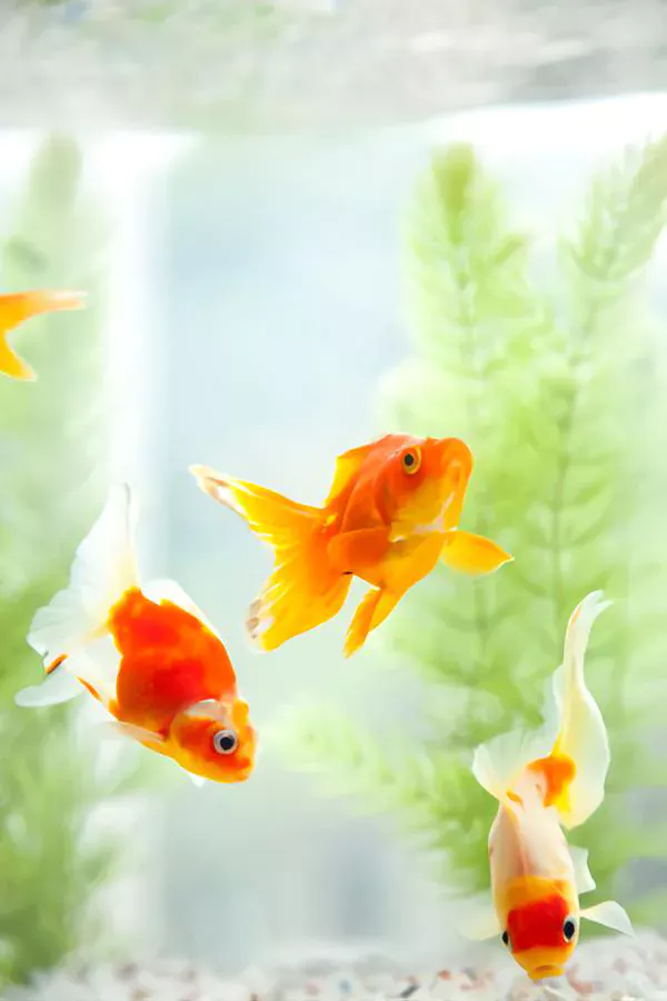 do goldfish eat algae