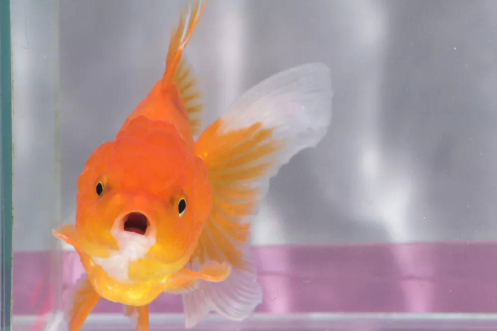 goldfish open mouth
