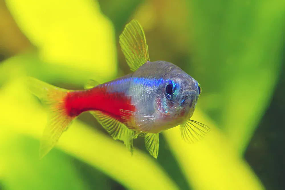 why is my neon tetra shaking