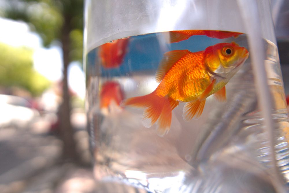 goldfish in plastic bag for tansportation