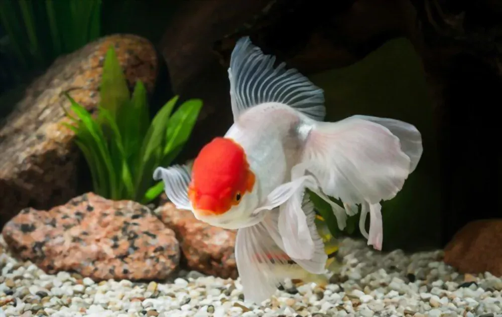 goldfish with big head