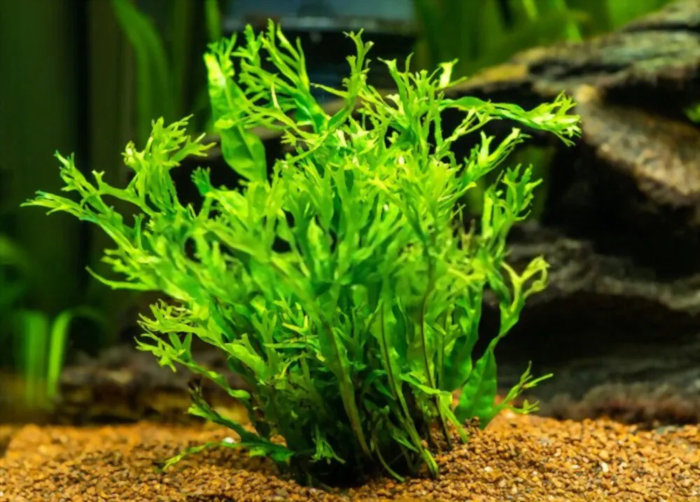 java fern live plant for betta fish