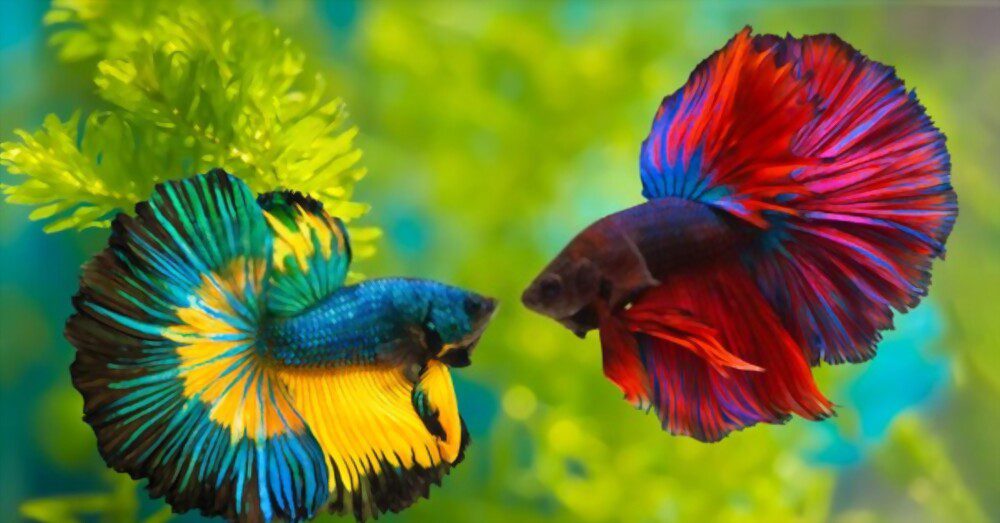 male and female betta fish