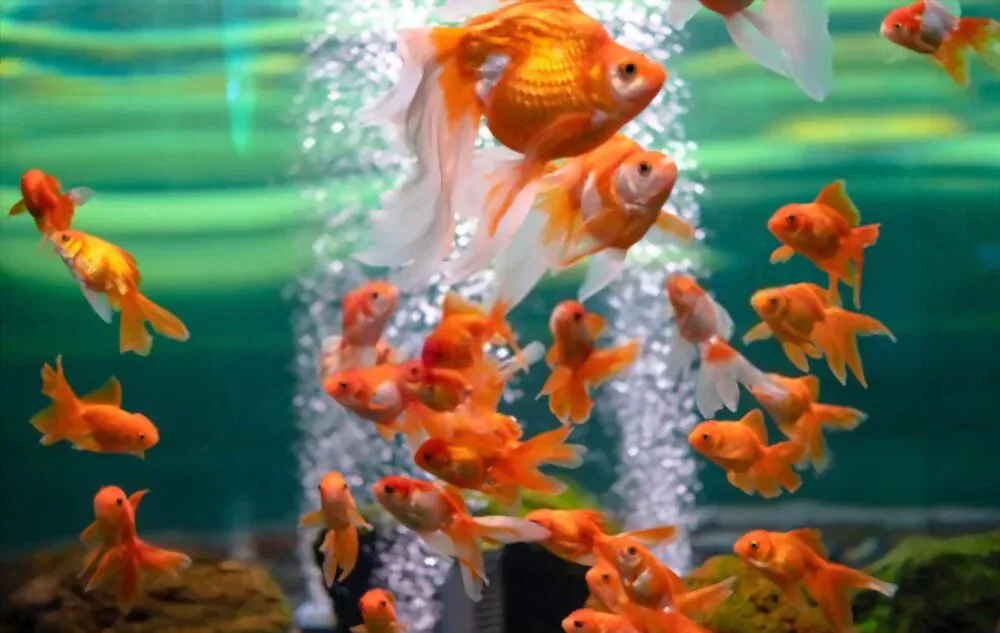 overcrowded goldfish tank