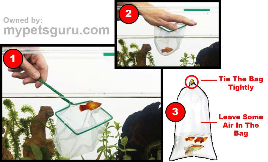 step by step process of transporting goldfish