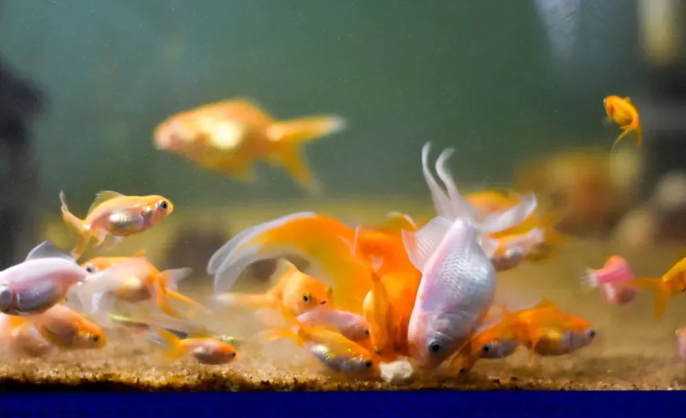 what do goldfish eat