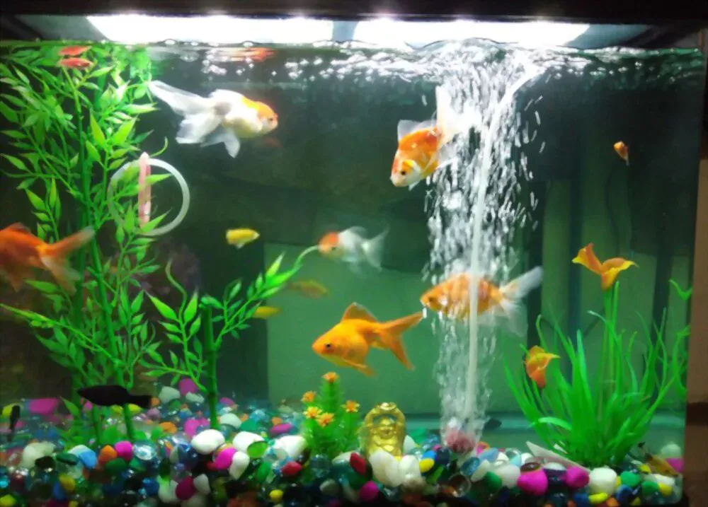 healthy fish tank