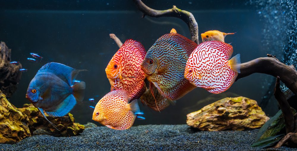 Discus fish with other felow fish