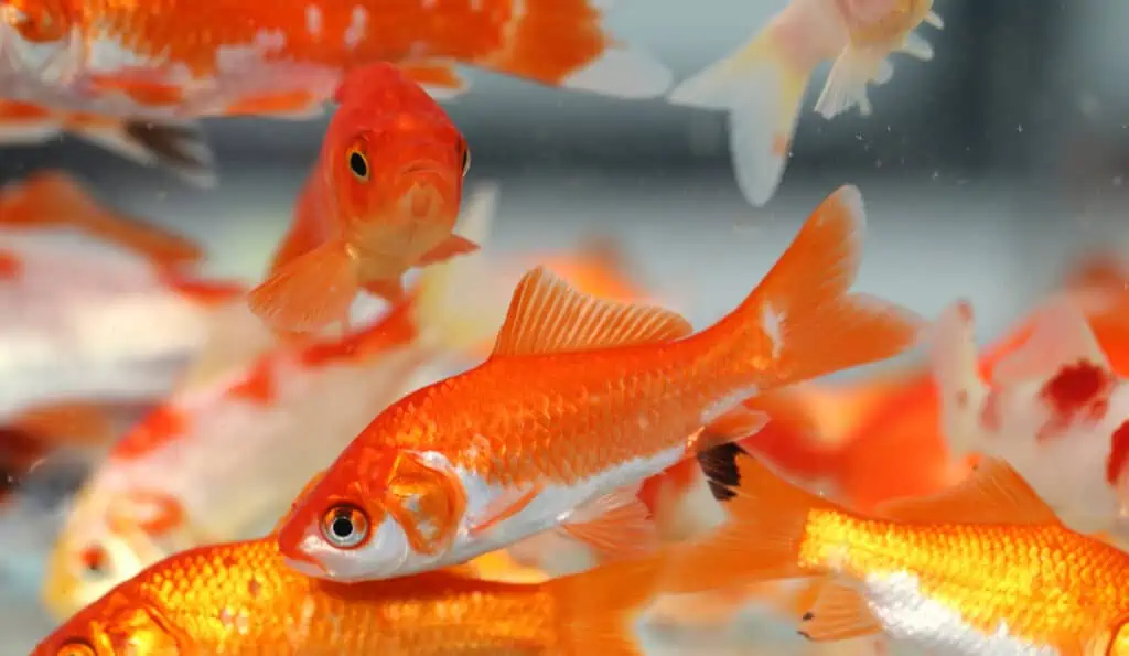 How To Breed GoldFish