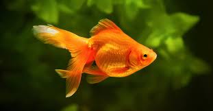 How To Raise Gold Fish