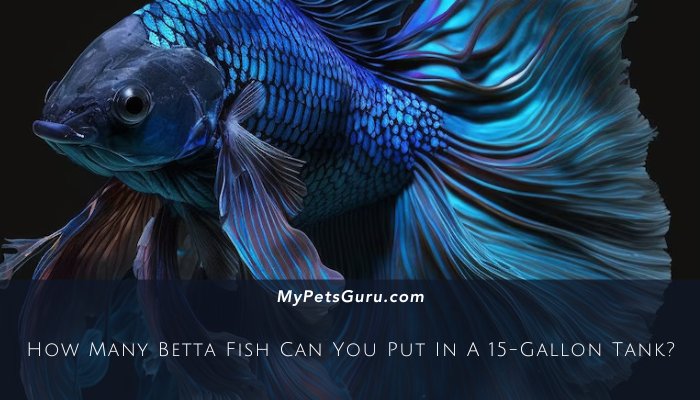 How Many Betta Fish Can You Put In A 15-Gallon Tank