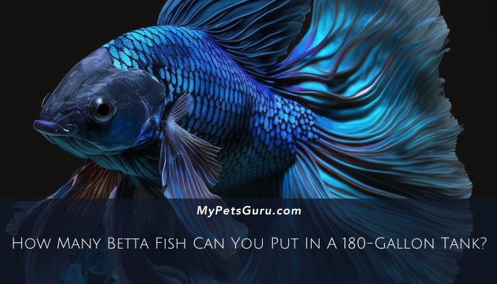 How Many Betta Fish Can You Put In A 180-Gallon Tank
