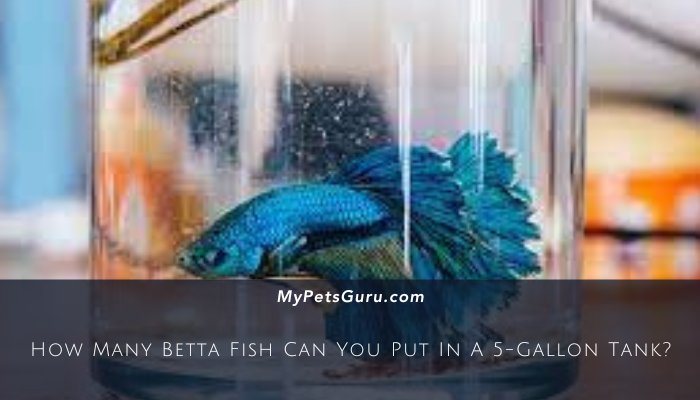 How Many Betta Fish Can You Put In A 5-Gallon Tank