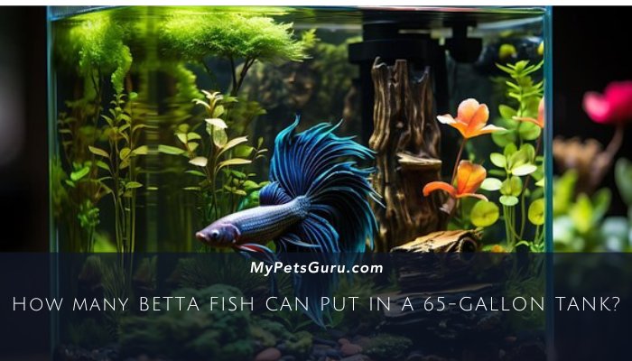 How Many Betta Fish Can You Put In A 65-Gallon Tank.