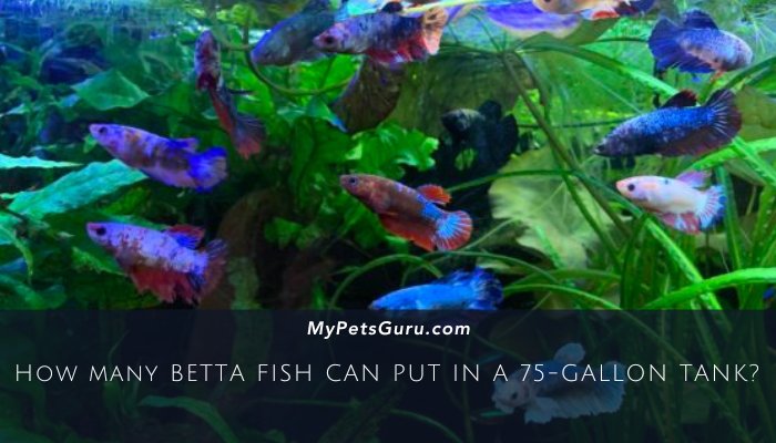 How Many Betta Fish Can You Put In A 75-Gallon Tank