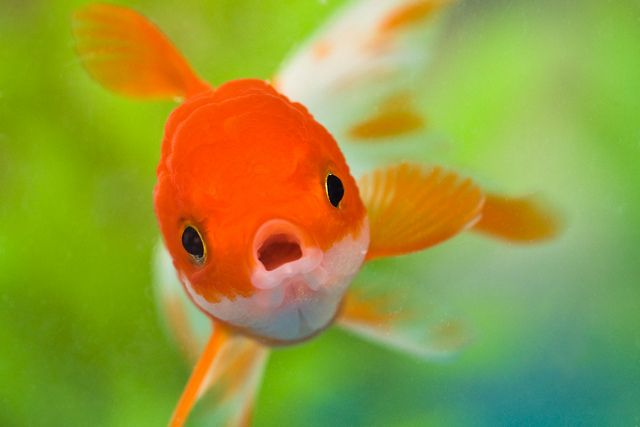 How Many Goldfish In A 60-Gallon Tank