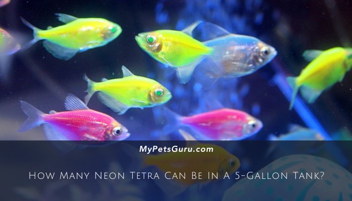 How Many Neon Tetra Can Be In A 5-Gallon Tank?