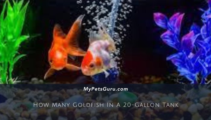 How Many Goldfish In A 20-Gallon Tank