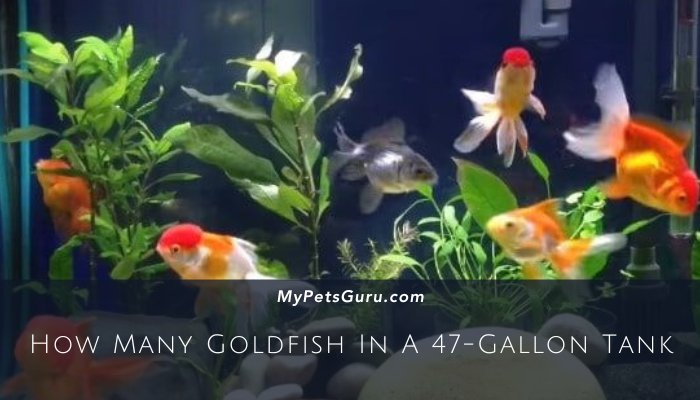 How Many Goldfish In A 47-Gallon Tank
