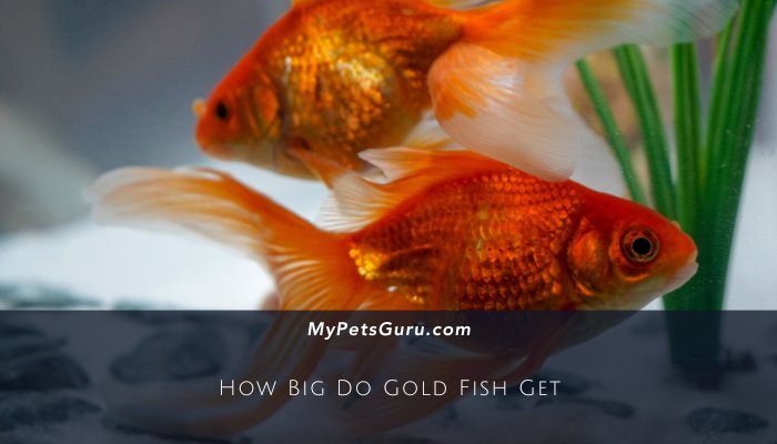 How Big Do Gold Fish Get