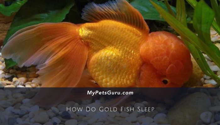 How Do Gold Fish Sleep