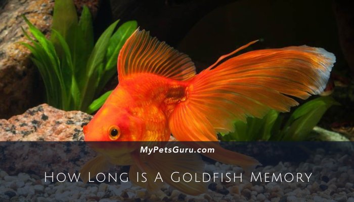 How Long Is A Goldfish Memory