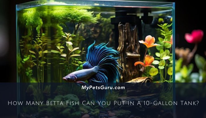 How Many Betta Fish Can You Put In A 10-Gallon Tank?