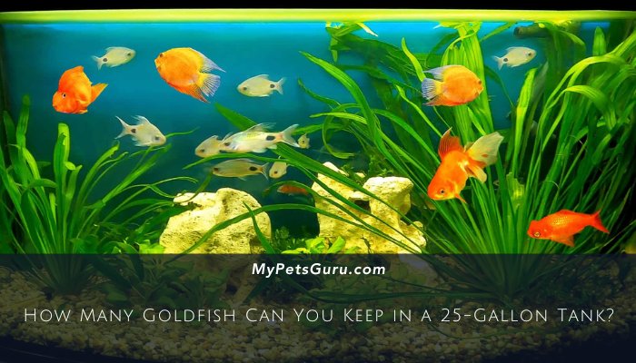 How Many Goldfish Can You Keep in a 25-Gallon Tank?