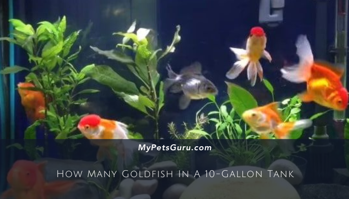 How Many Goldfish In A 10-Gallon Tank