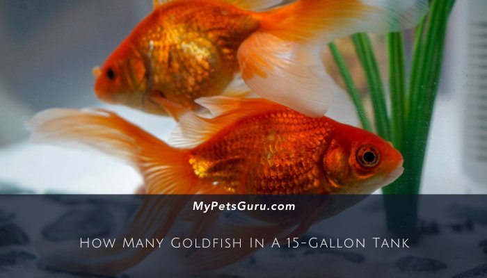 How Many Goldfish In A 15-Gallon Tank