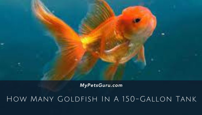 How Many Goldfish In A 150-Gallon Tank