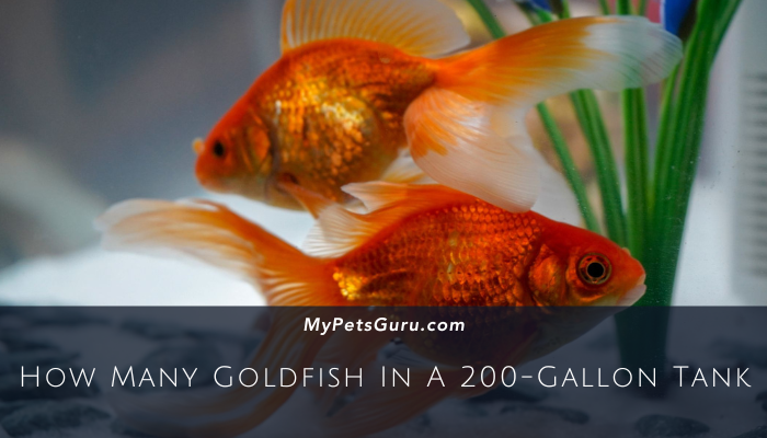 How Many Goldfish In A 200-Gallon Tank