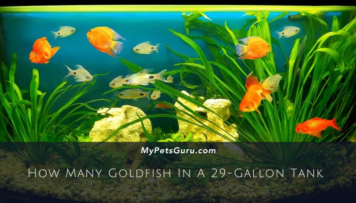 How Many Goldfish In A 29-Gallon Tank (1)