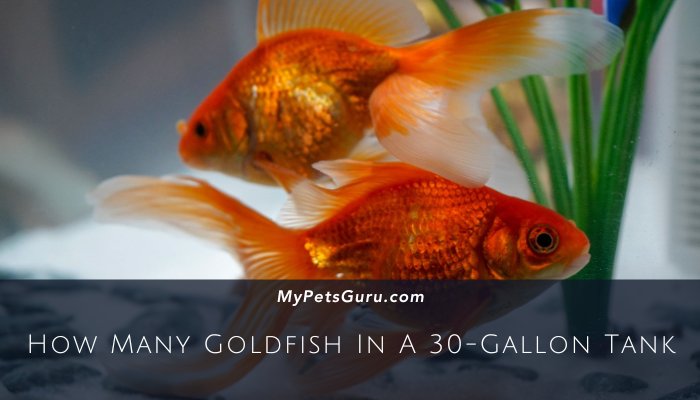 How Many Goldfish In A 30-Gallon Tank