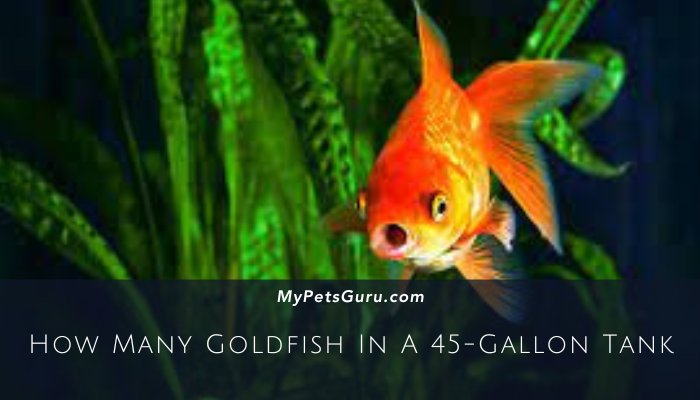 How Many Goldfish In A 45-Gallon Tank
