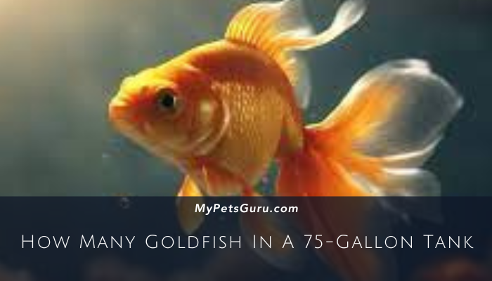How Many Goldfish In A 75-Gallon Tank