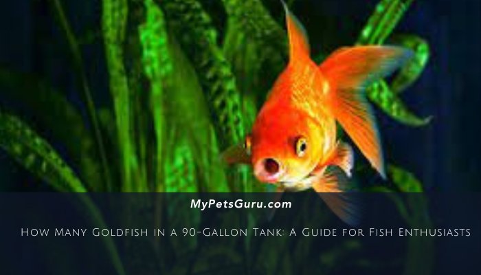 How Many Goldfish in a 90-Gallon Tank: A Guide for Fish Enthusiasts