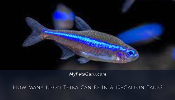 How Many Neon Tetra Can Be In A 10-Gallon Tank?