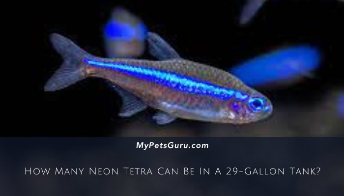 How Many Neon Tetra Can Be In A 29-Gallon Tank?