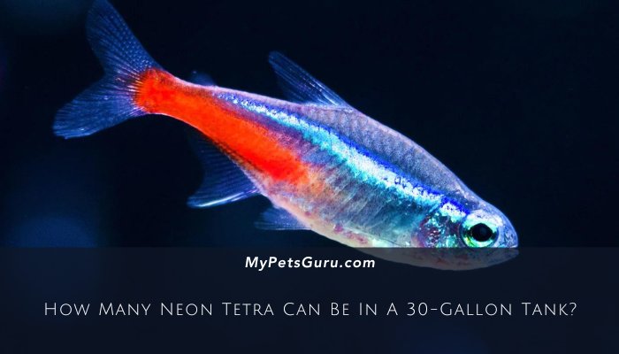 How Many Neon Tetra Can Be In A 30-Gallon Tank