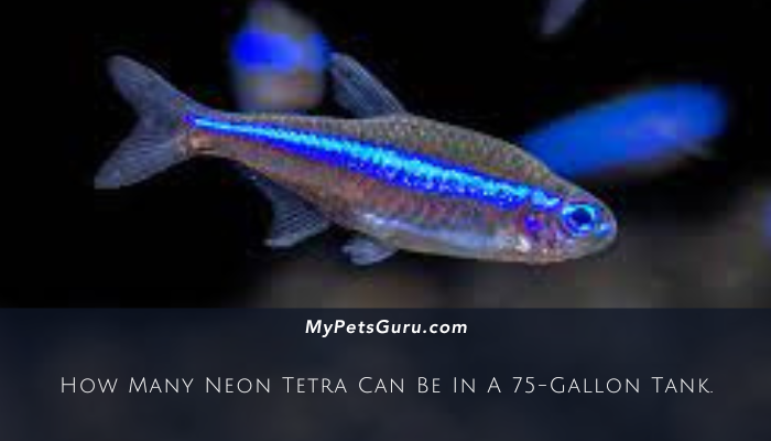 How Many Neon Tetra Can Be In A 75-Gallon Tank.