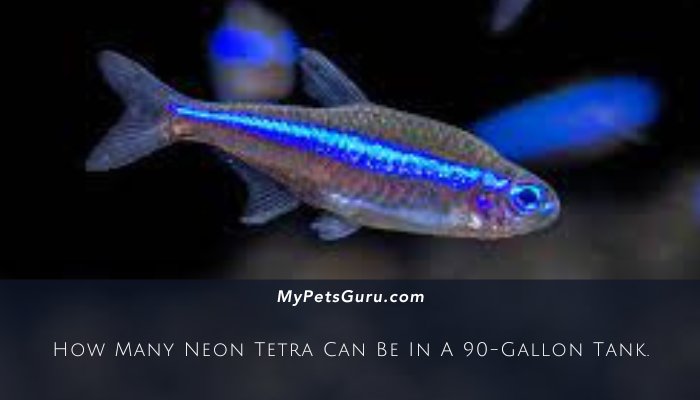 How Many Neon Tetra Can Be In A 90-Gallon Tank.