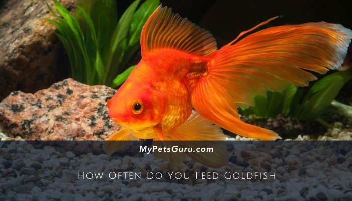 How Often Do You Feed Goldfish