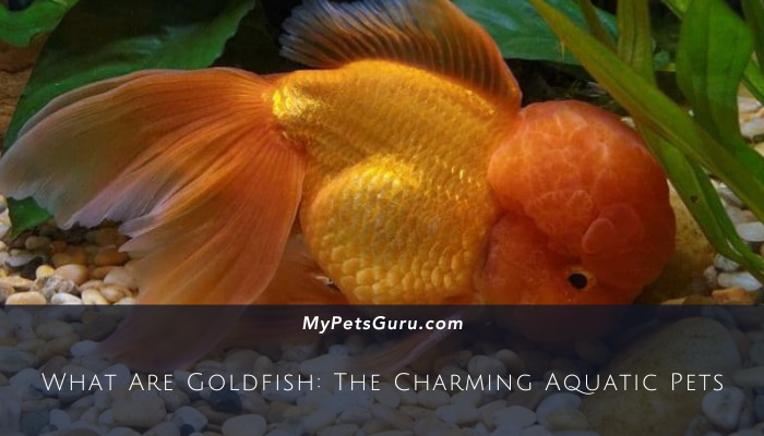 What Are Goldfish The Charming Aquatic Pets