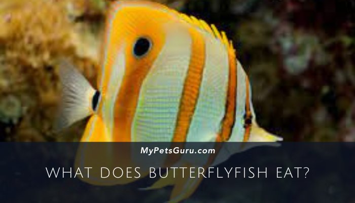 What Does Butterflyfish Eat