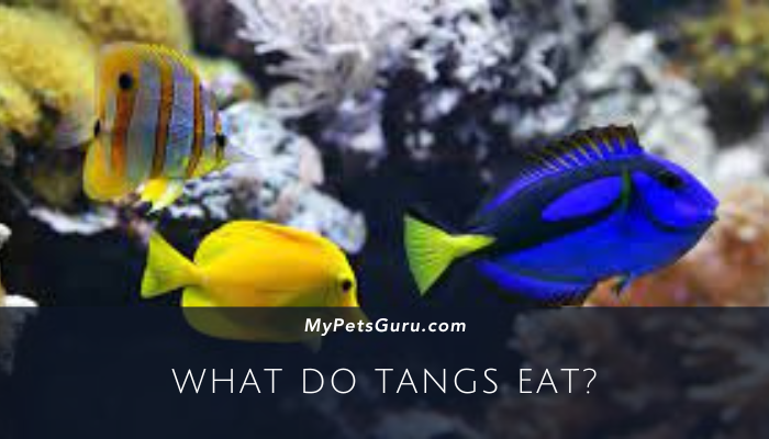 What do Tangs eat?